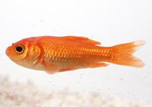 横須賀で緊急に対応してくれる動物病院