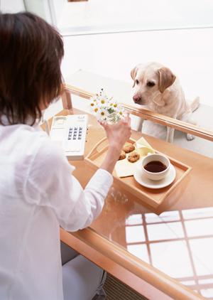 豆柴の子犬を飼いたいと思う方へ